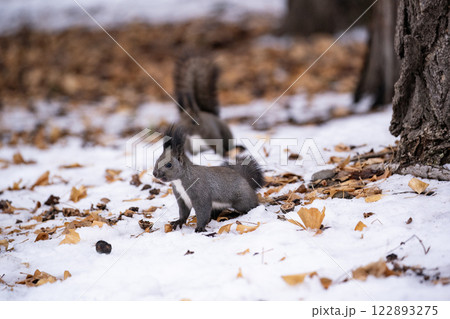 初冬の森のエゾリス 初冬の森のエゾリス 122893275
