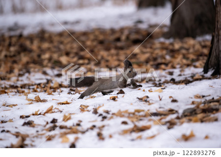 初冬の森のエゾリス 初冬の森のエゾリス 122893276