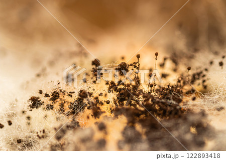 Closeup black fungus Closeup black fungus 122893418