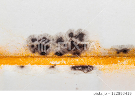 Black and yellow fungus mold on the wall 122893419
