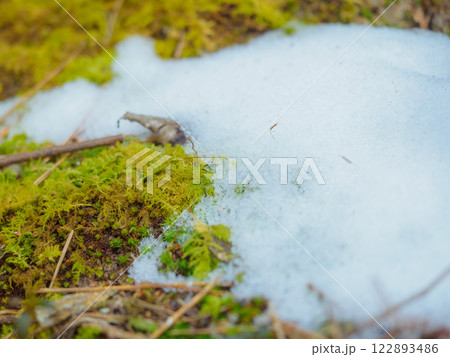雪と苔の接写 雪と苔の接写 122893486