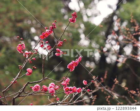旧古河庭園に咲く赤い梅の花 122893844
