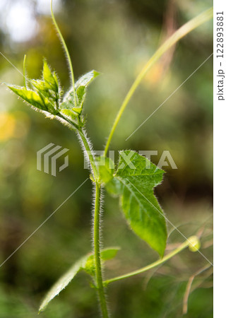 植物 工場 プランツ 122893881