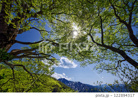 谷川連峰・吾策新道の新緑と仙ノ倉山の眺め 122894317