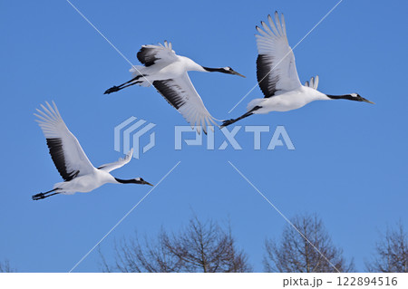 丹頂鶴・飛行 122894516
