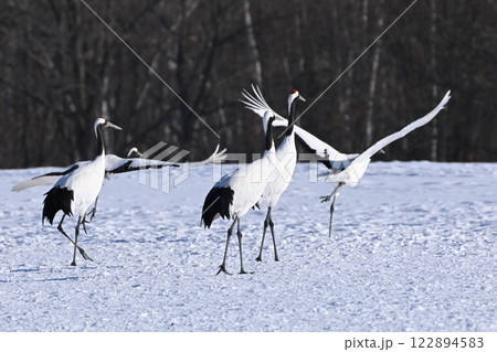 丹頂鶴 122894583