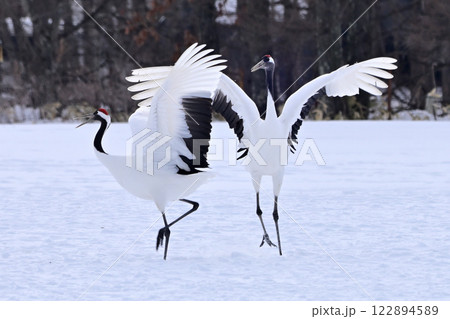 丹頂鶴・ダンス 122894589