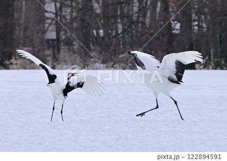 丹頂鶴・ダンス 122894591