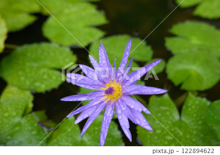 紫の蓮の花が咲いている 122894622