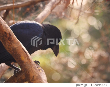 立春を過ぎた六義園で見つけた大きなハシブトガラス 122894635