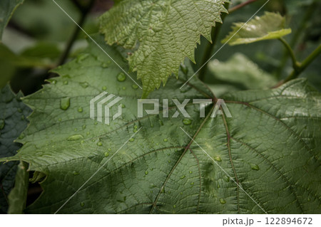 Grape leaves after rain in summer garden 122894672