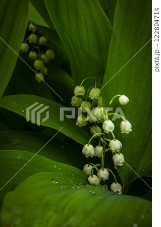 Lily of the valley blooms in the shade Lily of the valley blooms in the shade 122894714