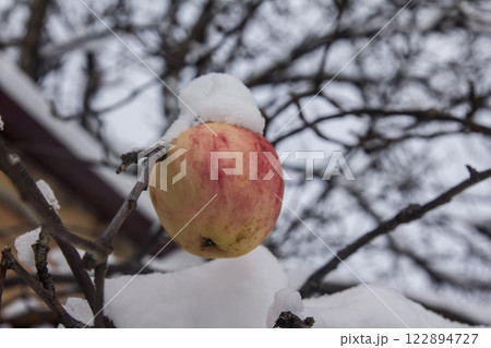 The last apple and the first snow 122894727