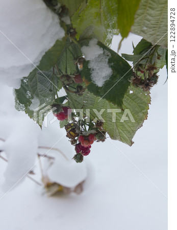 A branch with frozen raspberry berries hanging over the fresh fallen snow, First snow. 122894728
