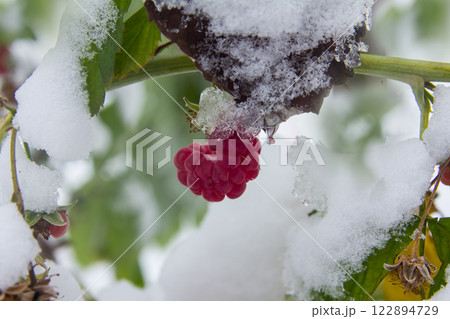 A branch with frozen raspberries is hanging over the fresh fallen snow. 122894729