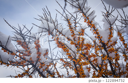 Sea-buckthorns (Hippophae) berries under the snow in garden Sea-buckthorns (Hippophae) berries under the snow in garden 122894732