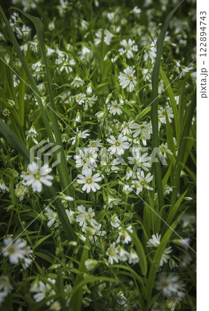 Canary grass Stellaria holostea L. blooms on a lawn Canary grass Stellaria holostea L. blooms on a lawn 122894743