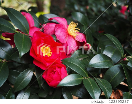 立春を過ぎた六義園に咲くサザンカの花 立春を過ぎた六義園に咲くサザンカの花 122895287