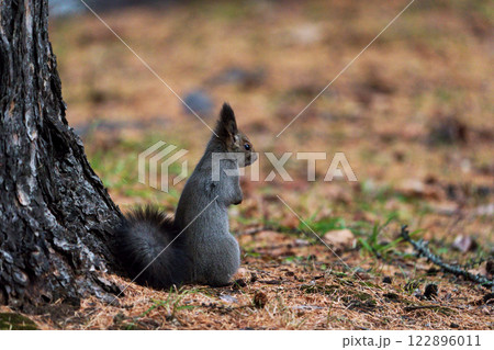 エゾリス ”野生動物” エゾリス ”野生動物” 122896011