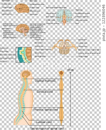 Brain spinal cord structure set illustration English 122896046