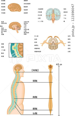 脳　脊髄　構造　セット　イラスト　日本語 122896047