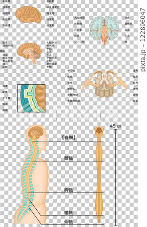 脳　脊髄　構造　セット　イラスト　日本語 122896047