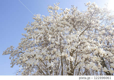 早春の里山のコブシの花 辛夷 白色 早春の里山のコブシの花 辛夷 白色 122896061