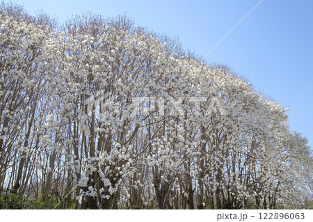 早春の里山のコブシの花 辛夷 白色 早春の里山のコブシの花 辛夷 白色 122896063