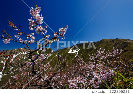 ミネザクラ咲く上越国境縦走路から見る谷川岳山頂 122896281