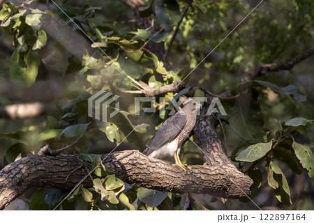 Shikra or Accipiter badius or little banded goshawk bird portrait perched in winter sunlight on face in outdoor wildlife safari at keoladeo national park bharatpur bird sancturay rajasthan india 122897164