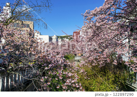 静岡県熱海市　あたみ桜　糸川遊歩道　2月上旬 122897290
