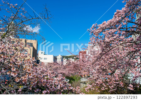 静岡県熱海市 あたみ桜 糸川遊歩道 2月上旬 静岡県熱海市 あたみ桜 糸川遊歩道 2月上旬 122897293