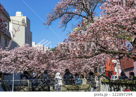 静岡県熱海市　あたみ桜　糸川遊歩道　2月上旬 122897294