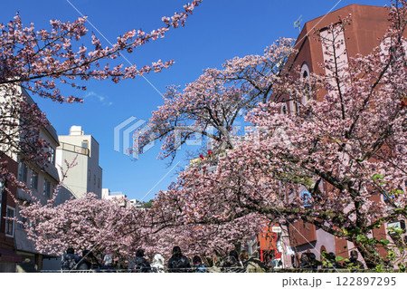 静岡県熱海市　あたみ桜　糸川遊歩道　2月上旬 122897295