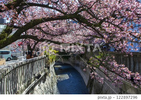 静岡県熱海市 あたみ桜 糸川遊歩道 2月上旬 静岡県熱海市 あたみ桜 糸川遊歩道 2月上旬 122897296