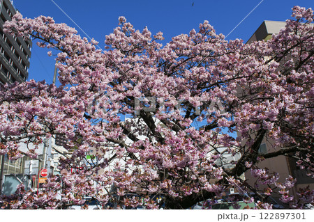 静岡県熱海市　あたみ桜　糸川遊歩道　2月上旬 122897301