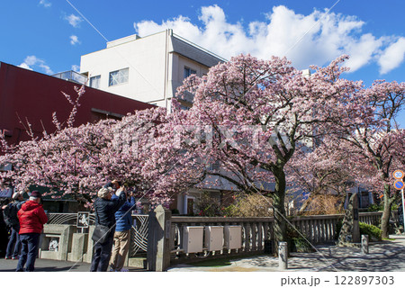 静岡県熱海市　あたみ桜　糸川遊歩道　2月上旬 122897303
