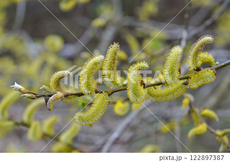 早春の里山のネコヤナギ 122897387