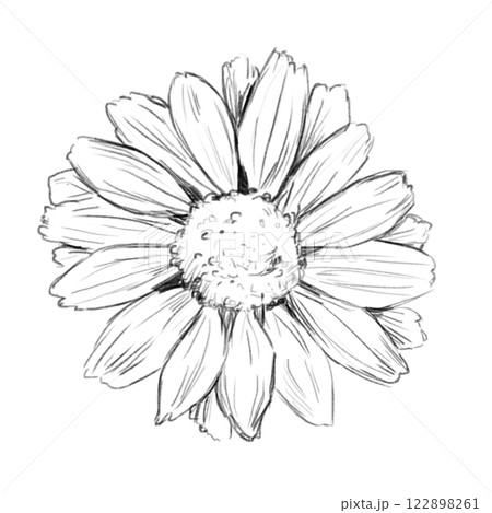 Black and White Illustration with Head Flower Daisy Decorative, Sketch Clip Art for Print, Fabric, Web and Textile 122898261
