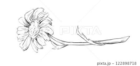 Black and White Sketch with Chamomile on Long Stem with Leaves, Picturesque Hand Drawn Illustration 122898718