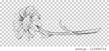 Black and White Sketch with Chamomile on Long Stem with Leaves, Picturesque Hand Drawn Illustration 122898718