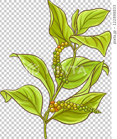 Black Pepper Branch  Colored Detailed Illustration 122898833