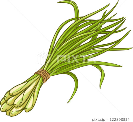 Lemongrass  Plant with  Leaves Colored Detailed Illustration. 122898834