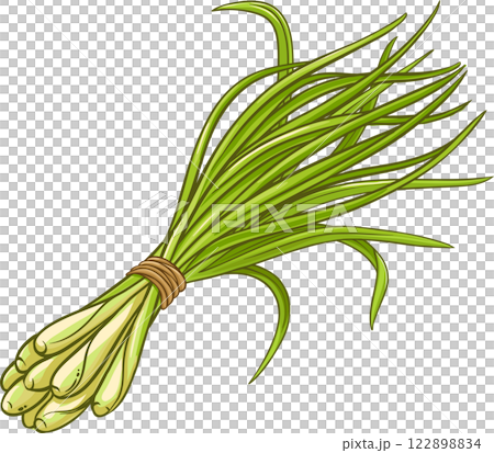 Lemongrass  Plant with  Leaves Colored Detailed Illustration. 122898834