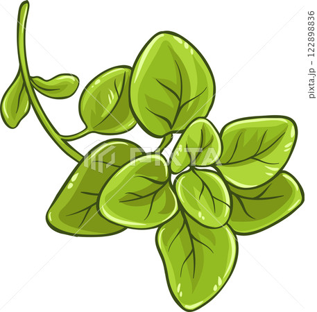 Oregano Branch with Leaves Colored Detailed Illustration. 122898836