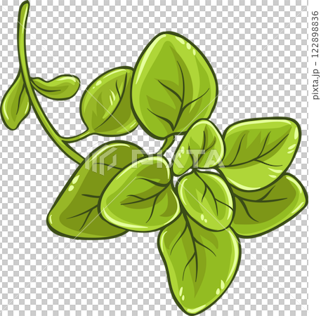 Oregano Branch with Leaves Colored Detailed Illustration. 122898836