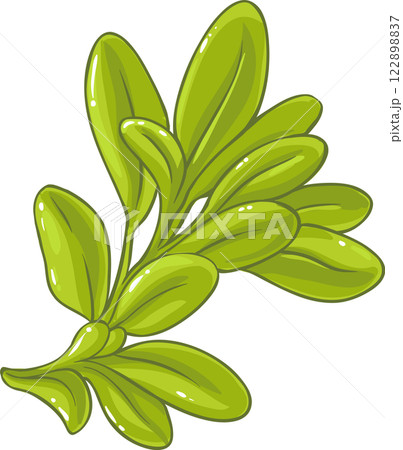 Sage Plant with Flowers and Leaves Colored Detailed Illustration. 122898837