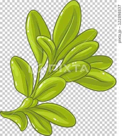 Sage Plant with Flowers and Leaves Colored Detailed Illustration. 122898837