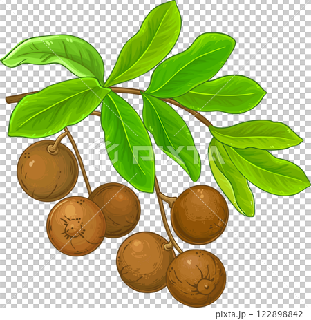 Brazil Nut Branch Colored Detailed Illustration. Brazil Nut Branch Colored Detailed Illustration. 122898842