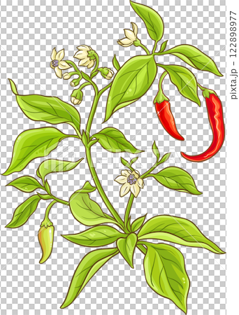 Cayenne Pepper Plant Colored Detailed Illustration 122898977